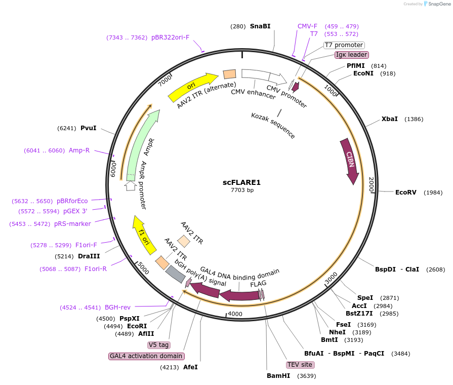 158738-plasmid-map-sequence-id-315124