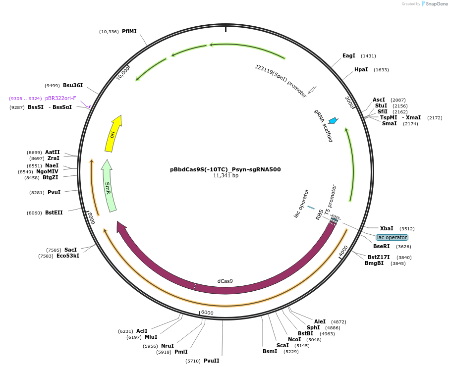149583-plasmid-map-sequence-id-315177