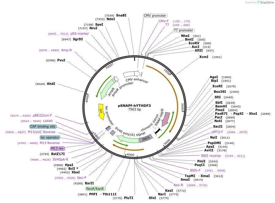 155348-plasmid-map-sequence-id-315179