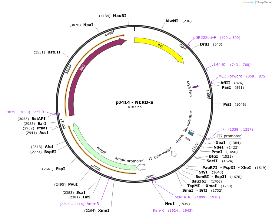 136388-plasmid-map-sequence-id-315205