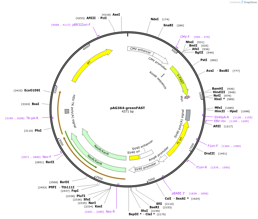 160353-plasmid-map-sequence-id-315207