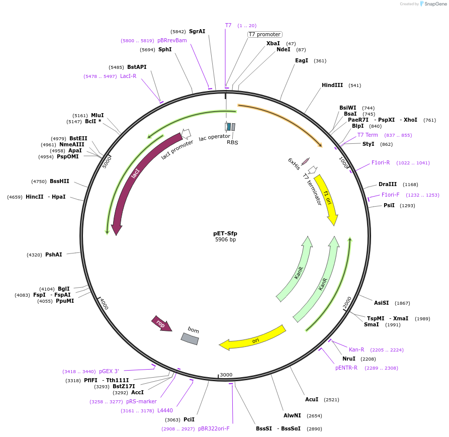 159617-plasmid-map-sequence-id-315213