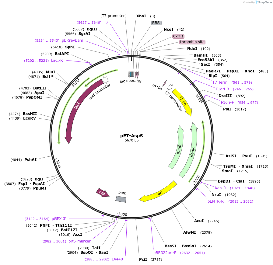 159618-plasmid-map-sequence-id-315214