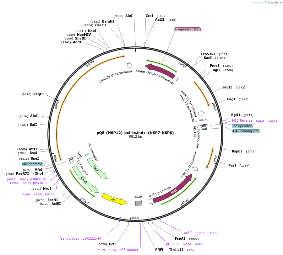 160540-plasmid-map-sequence-id-315215