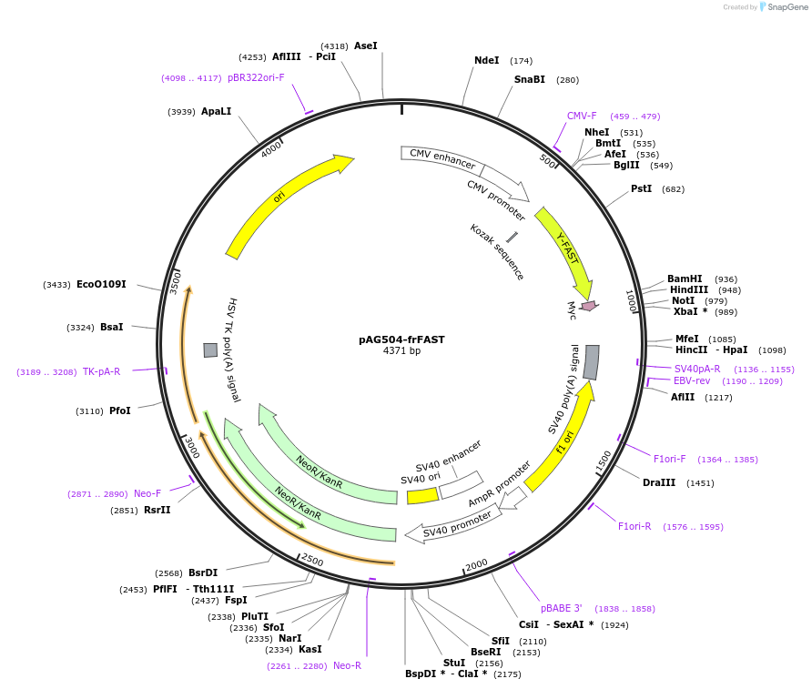160055-plasmid-map-sequence-id-315219