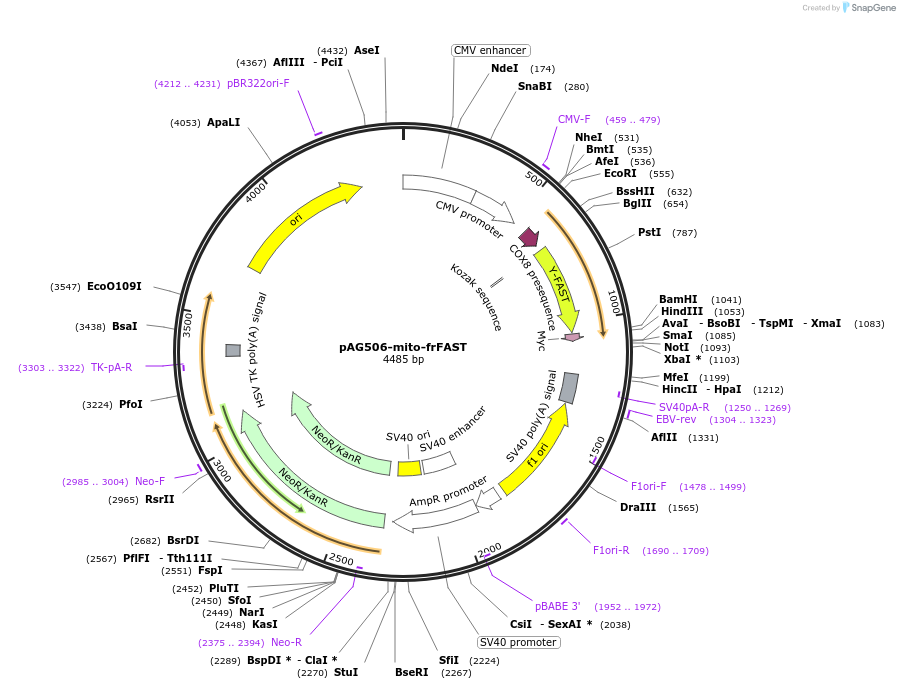 160057-plasmid-map-sequence-id-315222