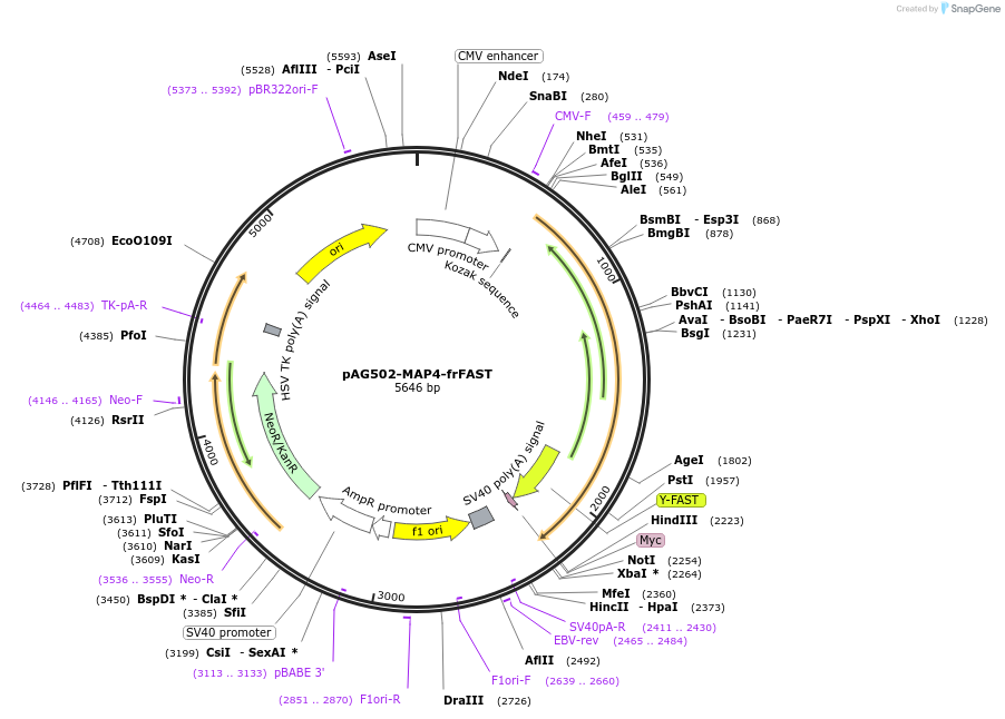 160058-plasmid-map-sequence-id-315223