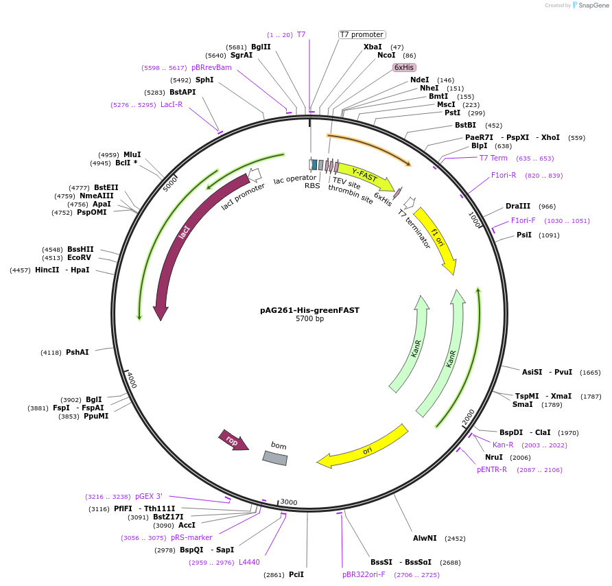 160349-plasmid-map-sequence-id-315228