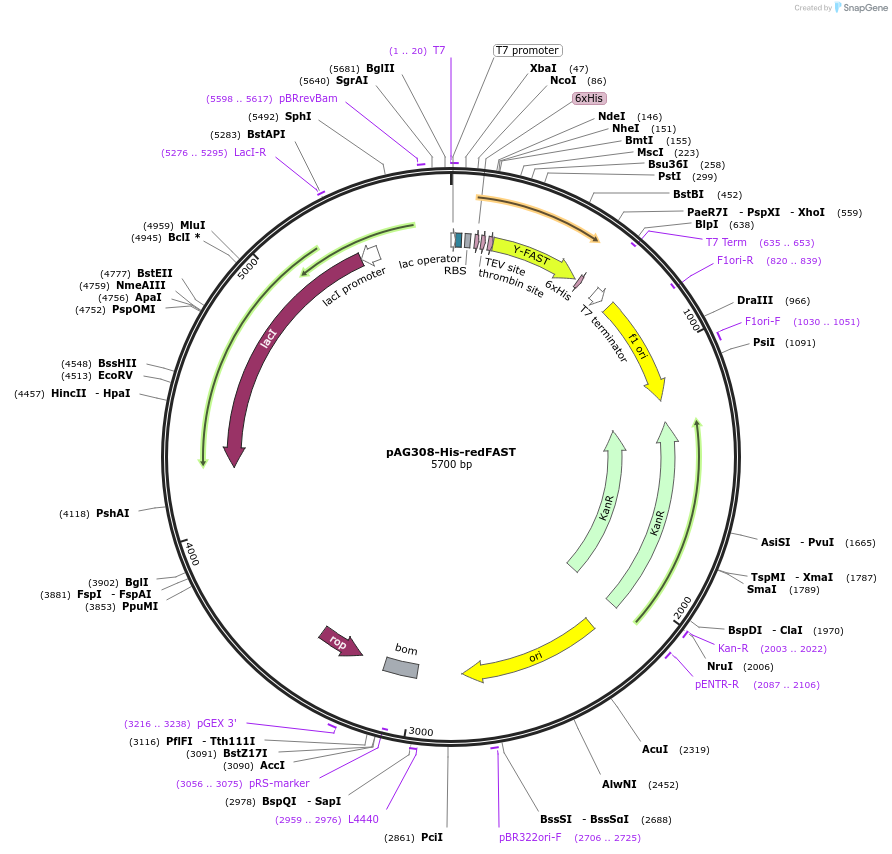 160350-plasmid-map-sequence-id-315232