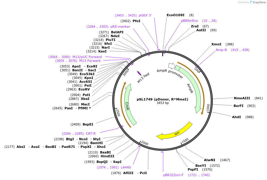 160733-plasmid-map-sequence-id-315301
