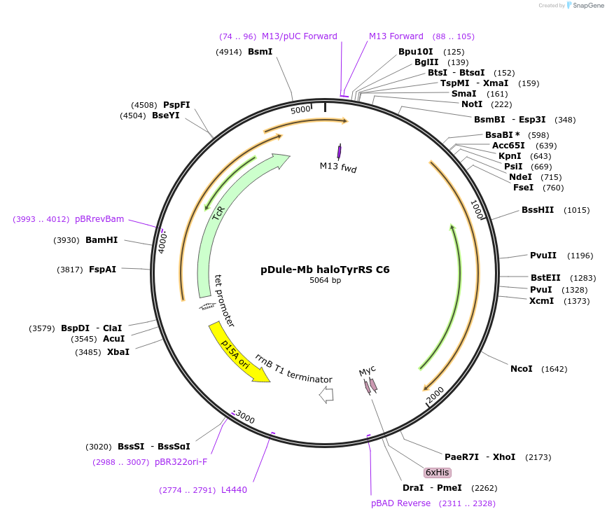 160377-plasmid-map-sequence-id-315316