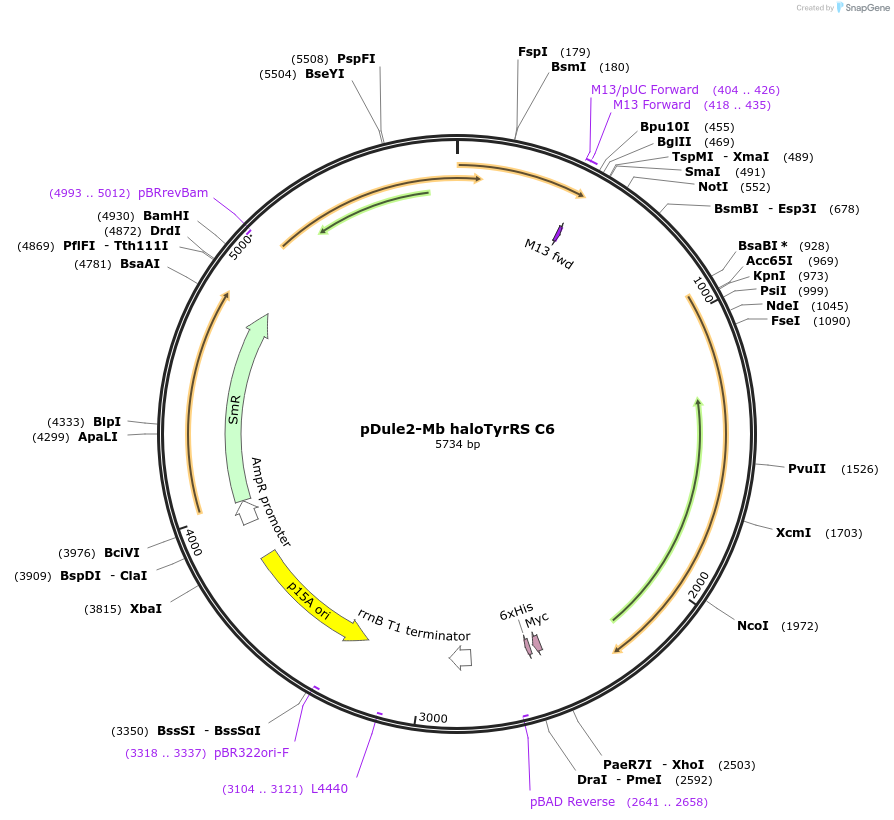 160378-plasmid-map-sequence-id-315318