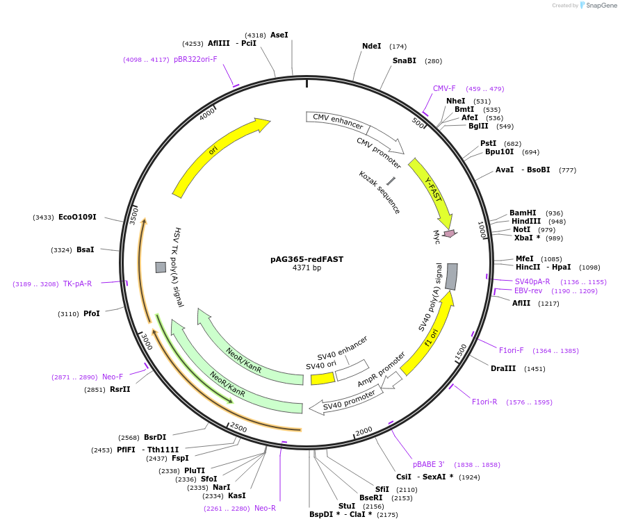 160354-plasmid-map-sequence-id-315339