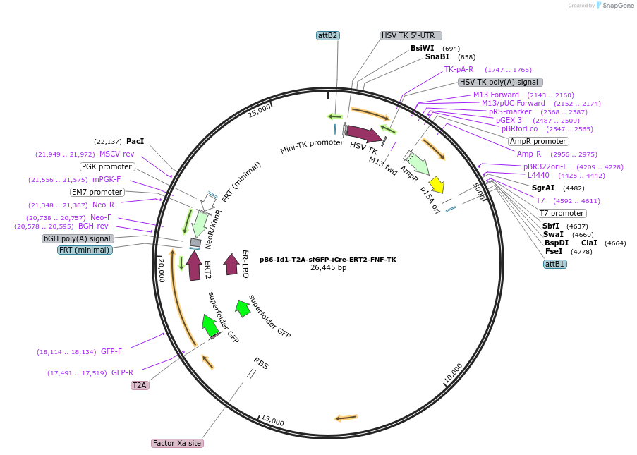 139279-plasmid-map-sequence-id-315358