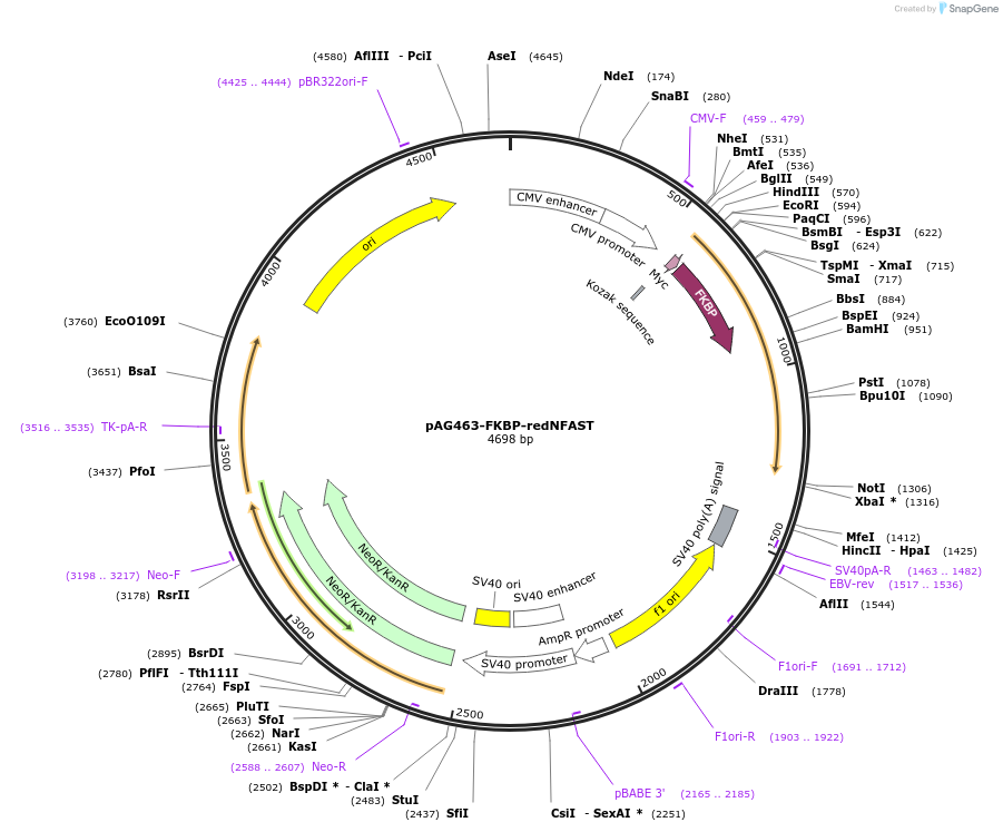 160364-plasmid-map-sequence-id-315363