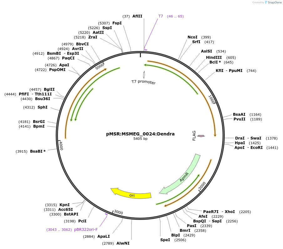 158997-plasmid-map-sequence-id-315369