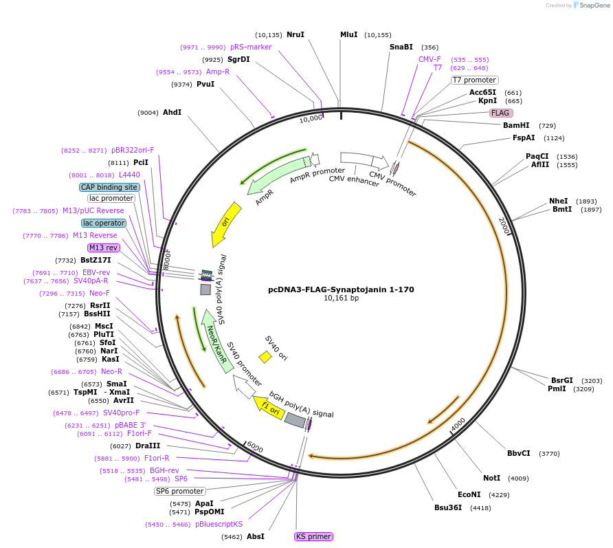 22292-plasmid-map-sequence-id-315397