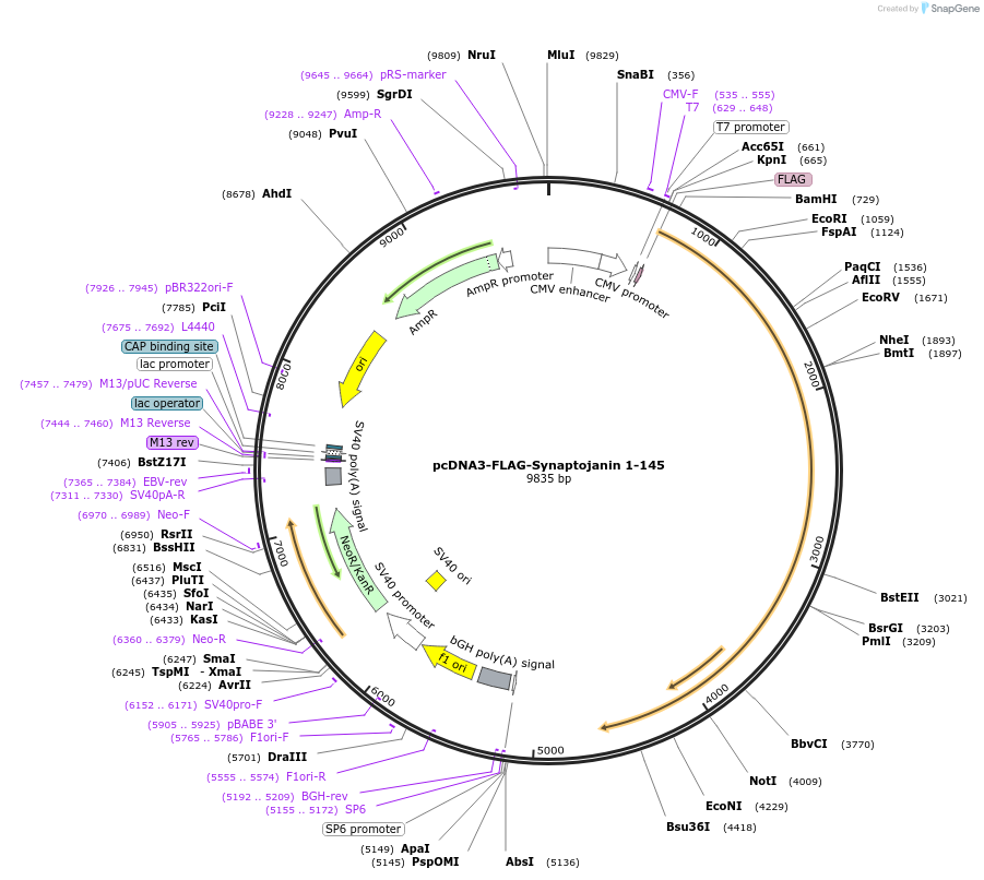 22291-plasmid-map-sequence-id-315403