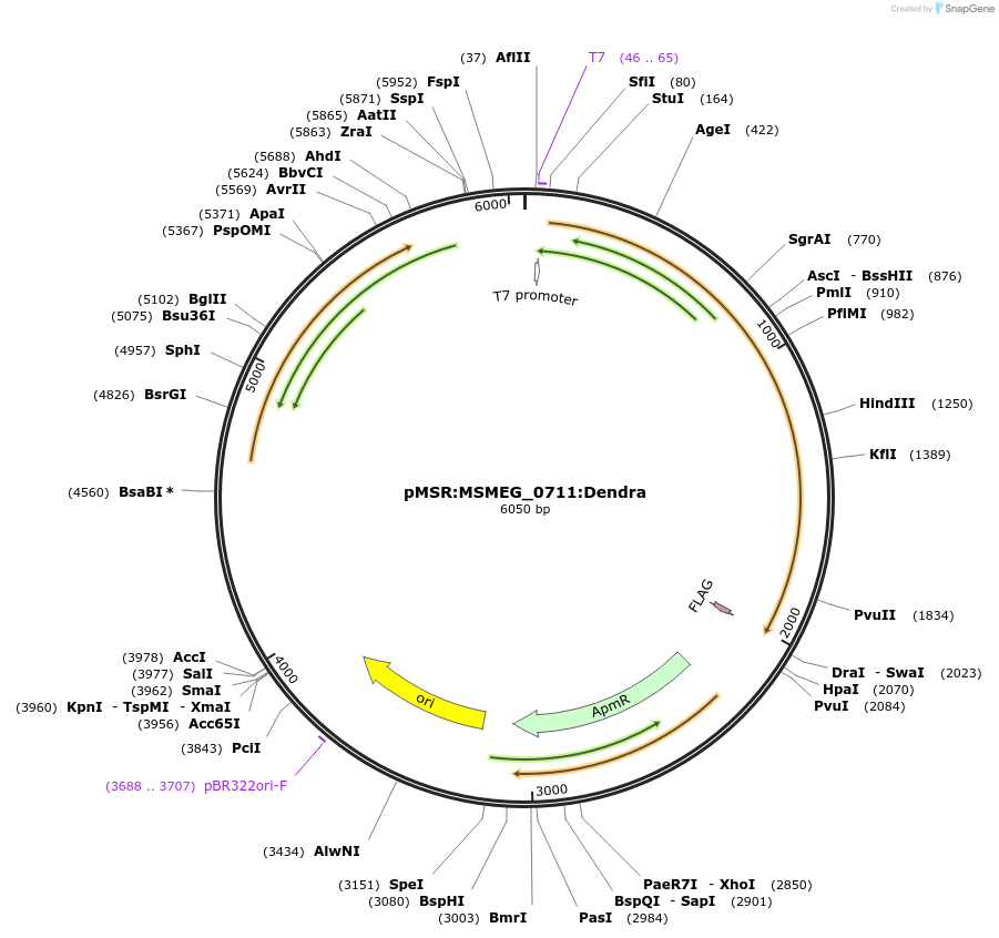 159021-plasmid-map-sequence-id-315463