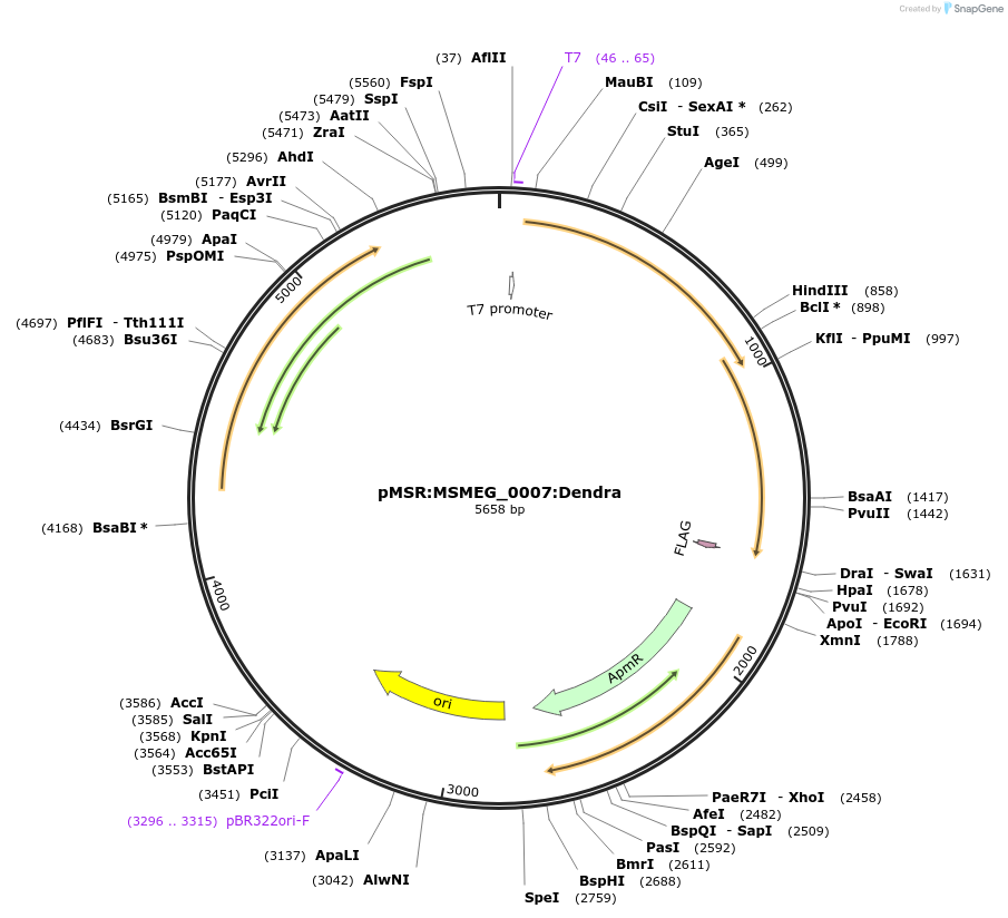 159036-plasmid-map-sequence-id-315466