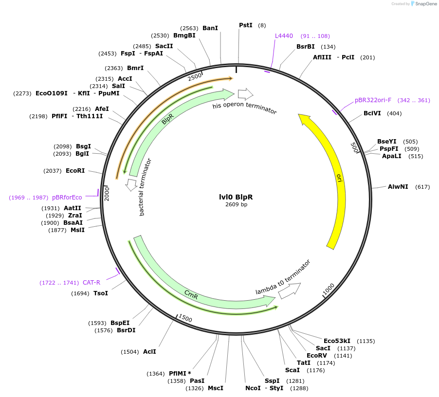 153390-plasmid-map-sequence-id-315467