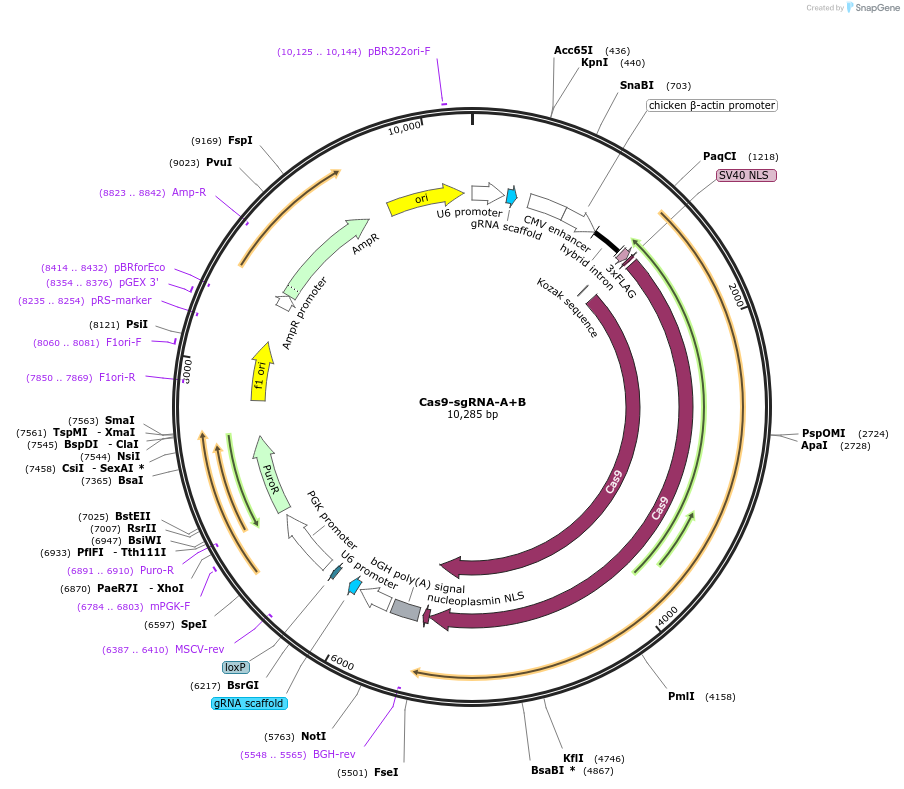 149370-plasmid-map-sequence-id-315474