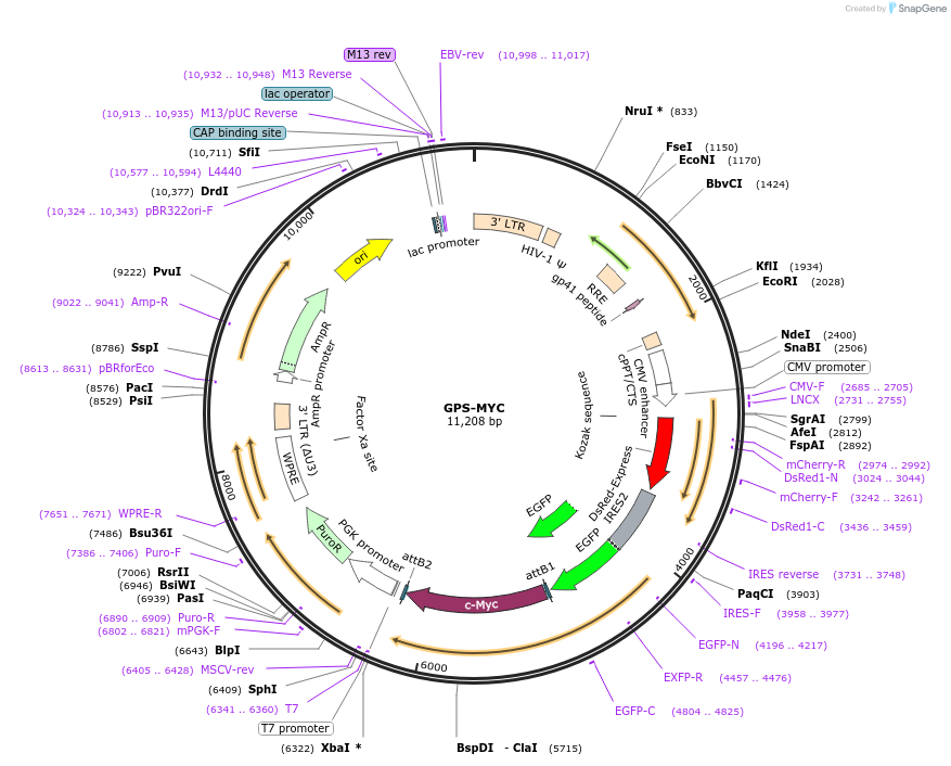 160130-plasmid-map-sequence-id-315490