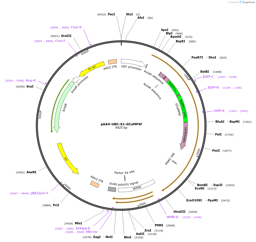 160722-plasmid-map-sequence-id-315521