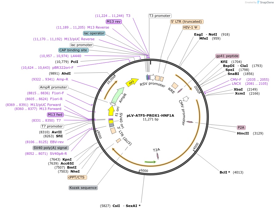 149725-plasmid-map-sequence-id-315526