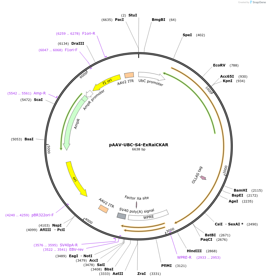 160725-plasmid-map-sequence-id-315528