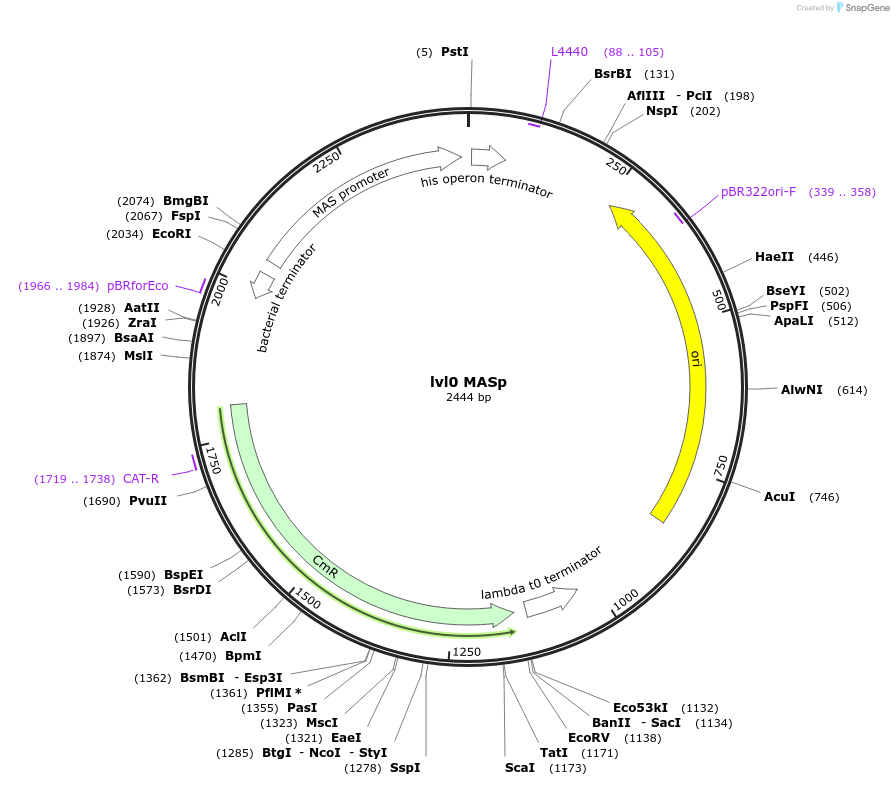 153364-plasmid-map-sequence-id-315529