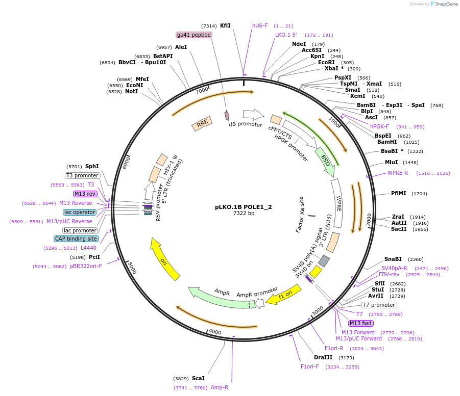 160765-plasmid-map-sequence-id-315540
