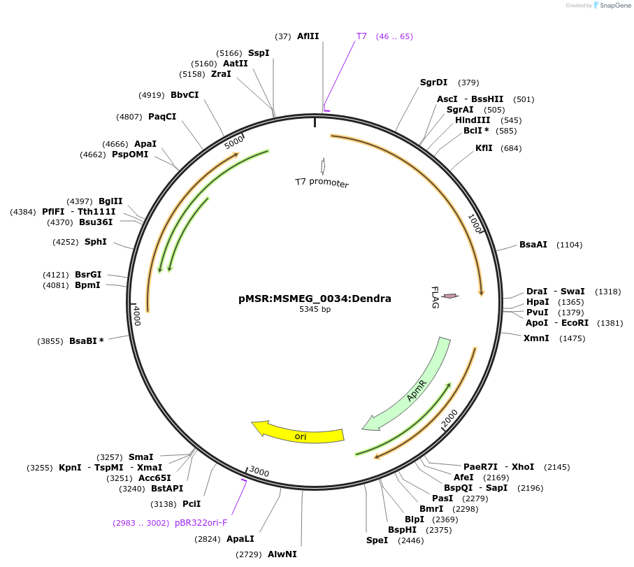 158999-plasmid-map-sequence-id-315543