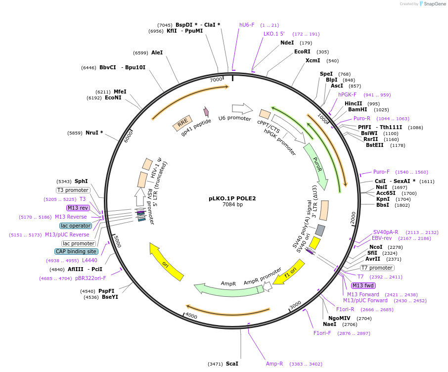 160766-plasmid-map-sequence-id-315581