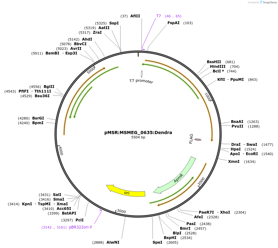 159072-plasmid-map-sequence-id-315582