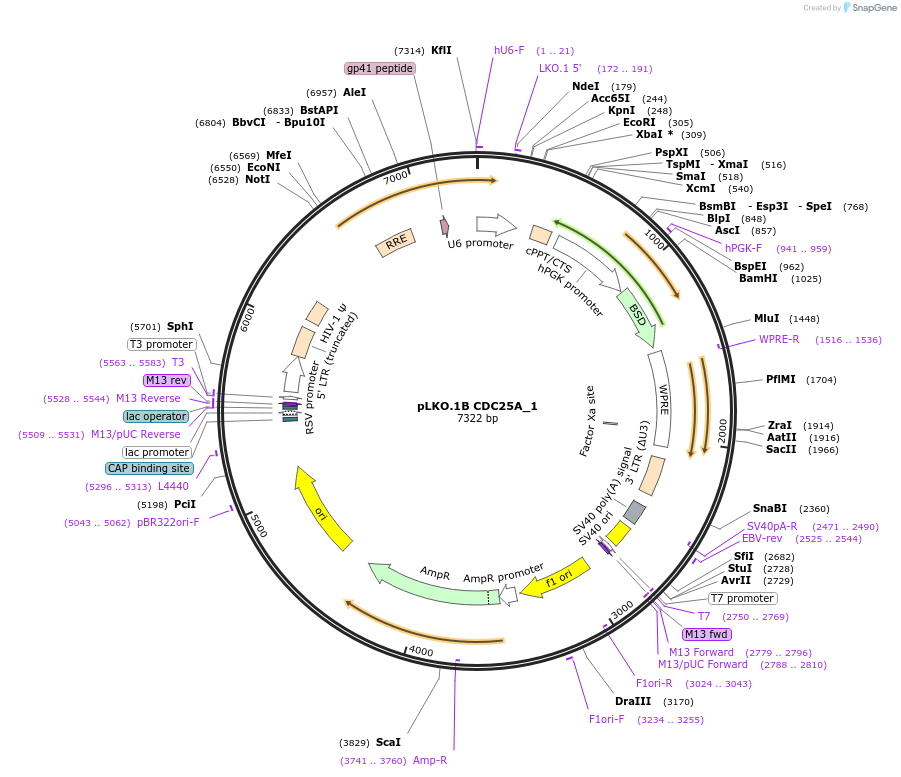 160767-plasmid-map-sequence-id-315584