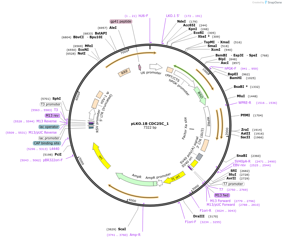 160769-plasmid-map-sequence-id-315587