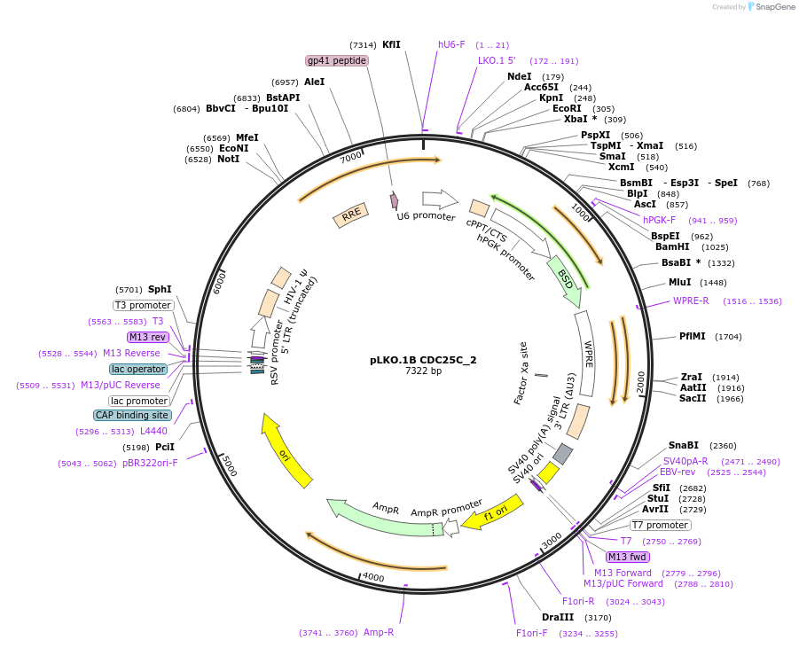 160770-plasmid-map-sequence-id-315593