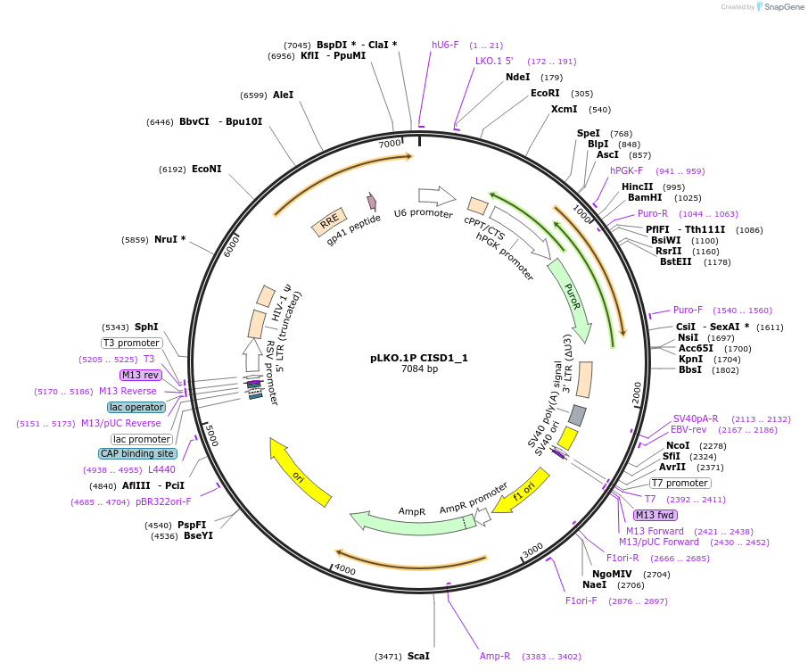 160773-plasmid-map-sequence-id-315599