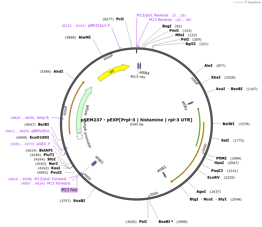 159796-plasmid-map-sequence-id-315614