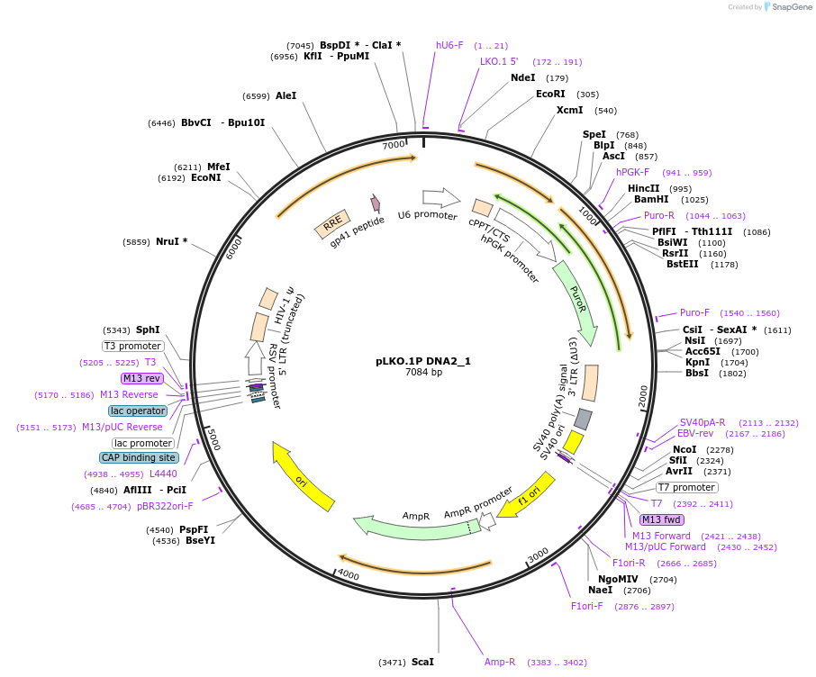 160779-plasmid-map-sequence-id-315625