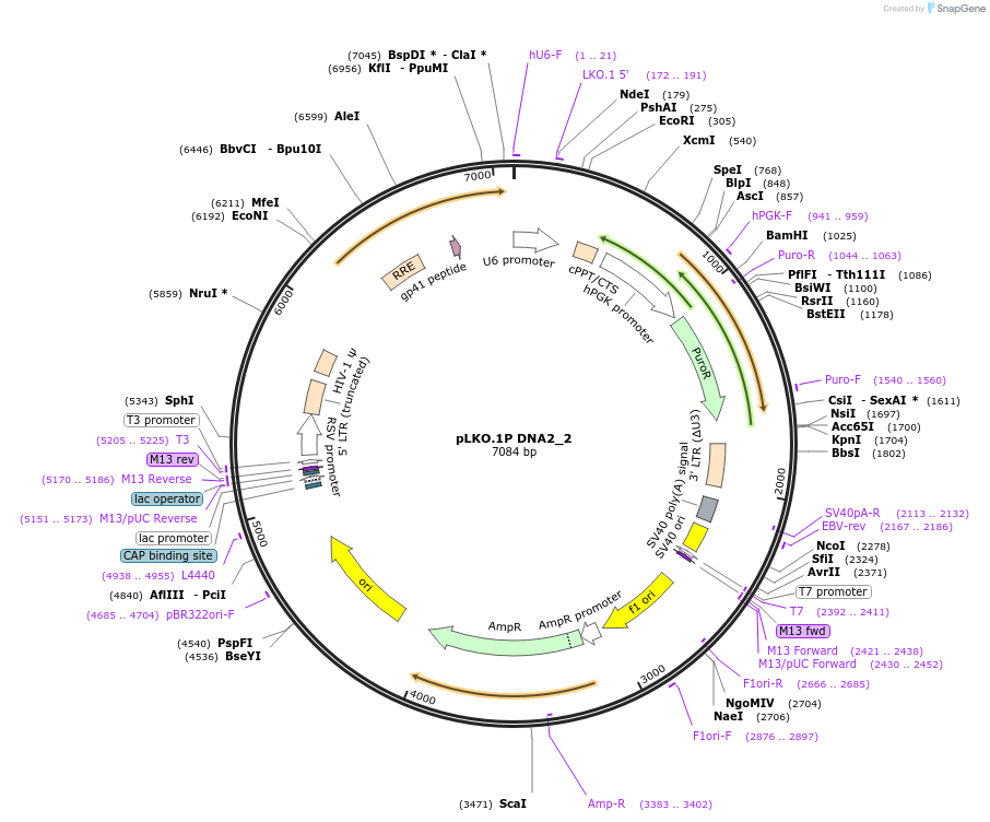 160780-plasmid-map-sequence-id-315626