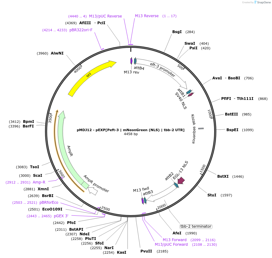 159799-plasmid-map-sequence-id-315633