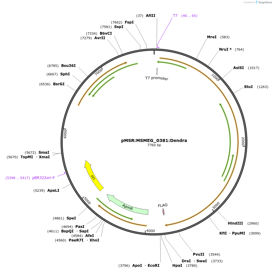 159018-plasmid-map-sequence-id-315680