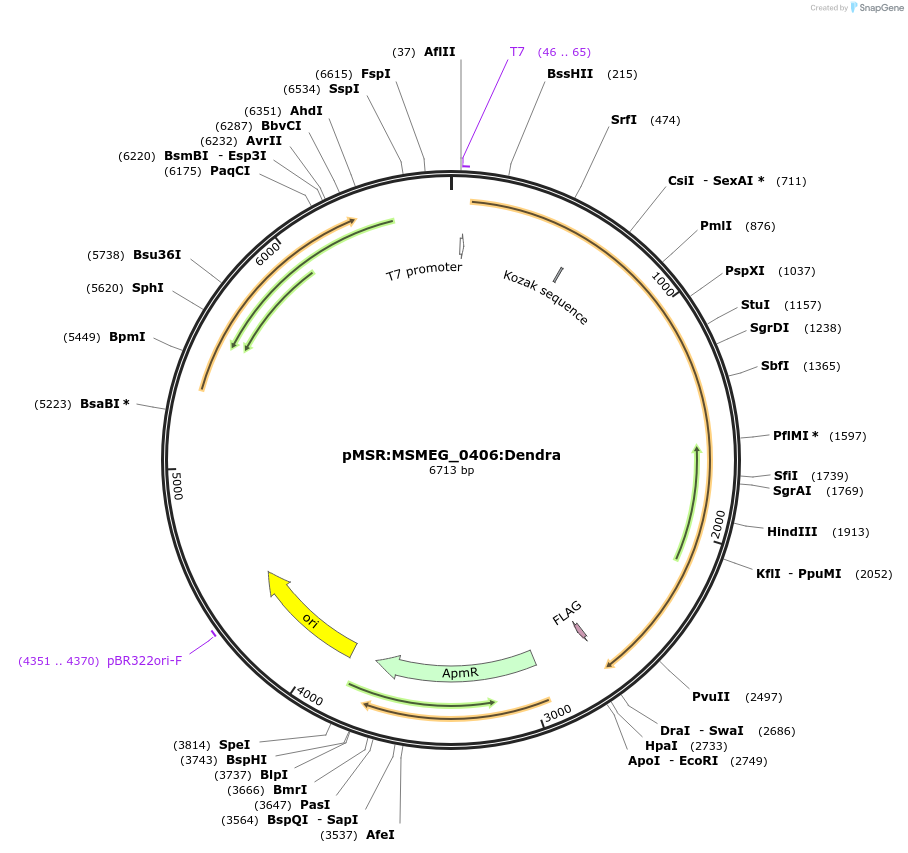 159061-plasmid-map-sequence-id-315726