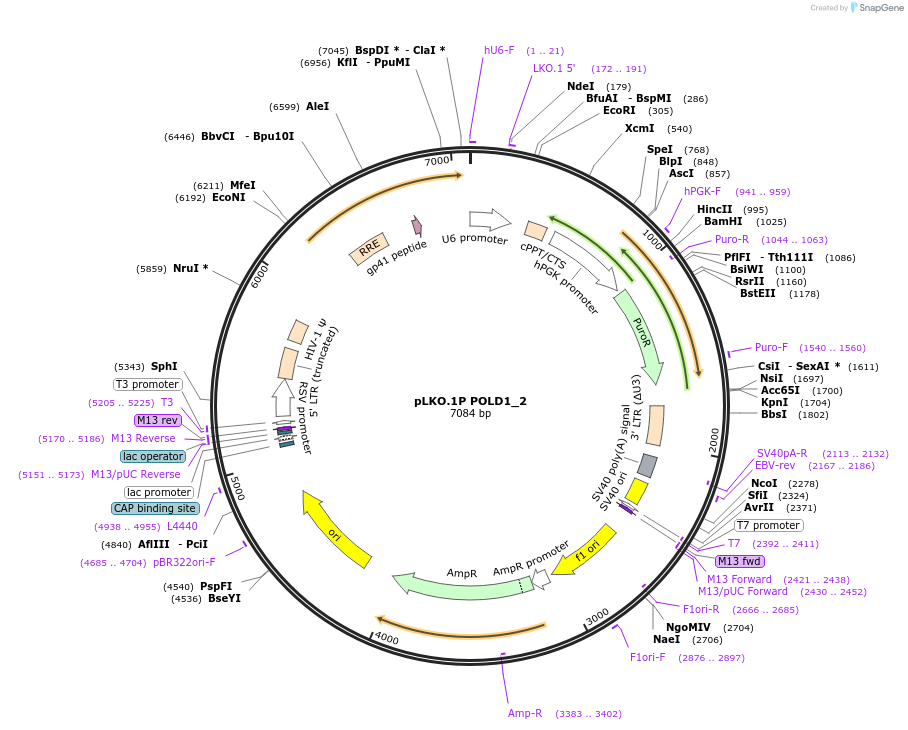 160792-plasmid-map-sequence-id-315736