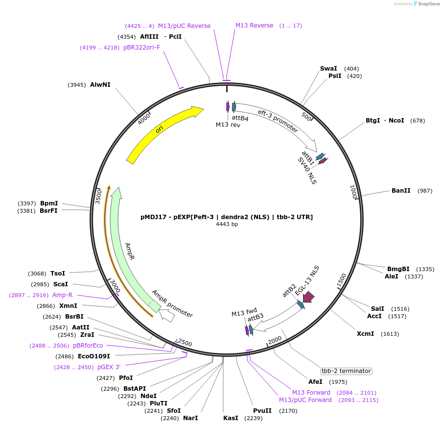 159803-plasmid-map-sequence-id-315753