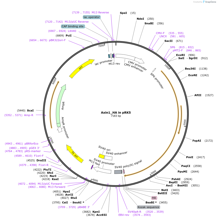 154220-plasmid-map-sequence-id-315807