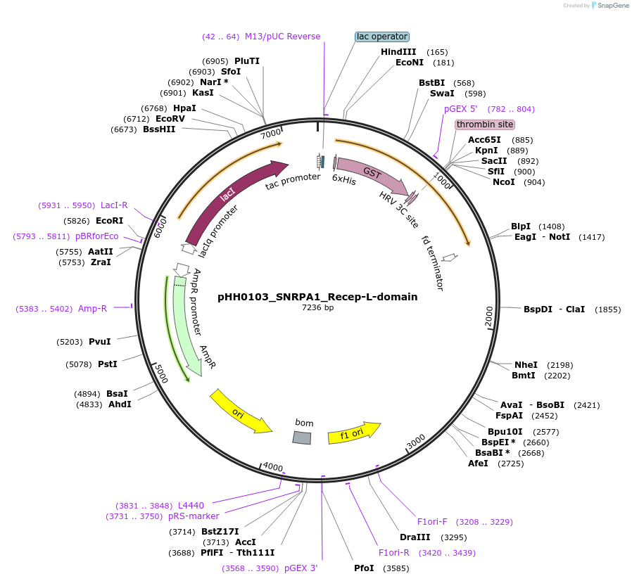109822-plasmid-map-sequence-id-315808