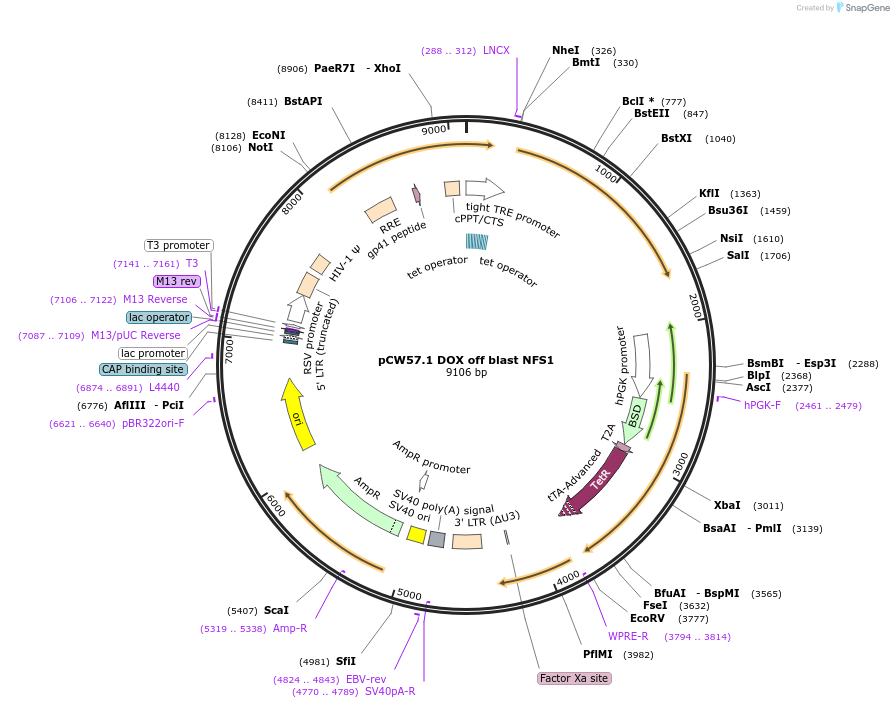 160801-plasmid-map-sequence-id-315818